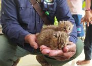Temukan 2 Kucing Kuwuk, Warga Lamongan Lapor ke BBKSDA Jatim