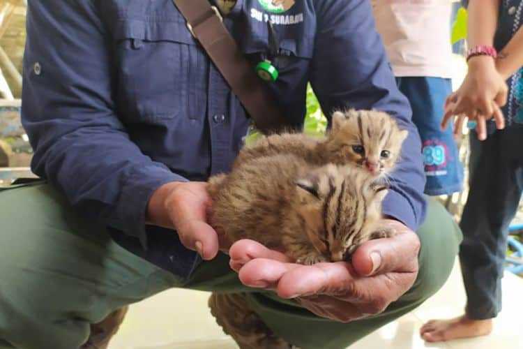 Temukan 2 Kucing Kuwuk, Warga Lamongan Lapor ke BBKSDA Jatim