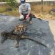 Jual Kulit Macan Dahan, 2 Pelaku Ditangkap Polisi di Jambi