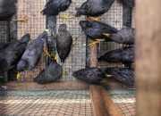 KP3L dan BKSDA Kalbar Sita Ratusan Burung Jalak Kerbau Ilegal