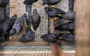 KP3L dan BKSDA Kalbar Sita Ratusan Burung Jalak Kerbau Ilegal