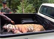 Harimau Lepas dari Sinka Zoo, KLHK Diminta Berbenah