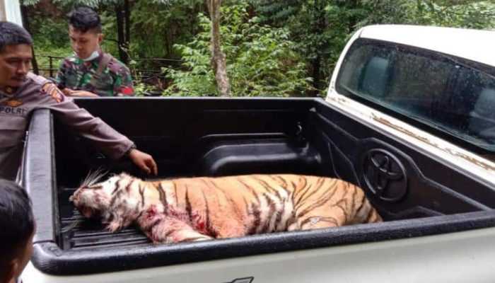 Harimau Lepas dari Sinka Zoo, KLHK Diminta Berbenah