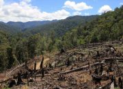 Ekosida: Kejahatan Luar Biasa Terhadap Satwa dan Lingkungan Hidup