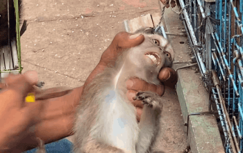 pemotongan gigi monyet di pasar hewan jatinegara