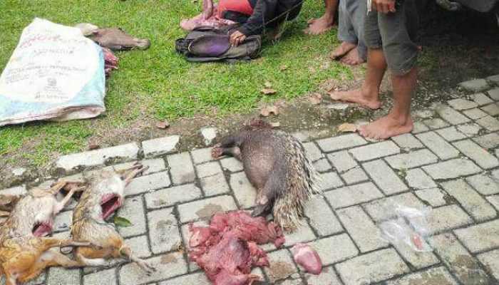 Bantai Satwa Liar dengan Sadis, Kawanan Pemburu di Lampung Ditangkap