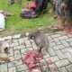 Bantai Satwa Liar dengan Sadis, Kawanan Pemburu di Lampung Ditangkap