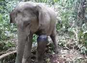 BKSDA Aceh Temukan Gajah Liar dengan Puluhan Luka yang Sudah Membusuk