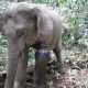 BKSDA Aceh Temukan Gajah Liar dengan Puluhan Luka yang Sudah Membusuk