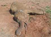 Dalam 2 Hari, Ada 2 Gajah Sumatera yang Mati Mengenaskan