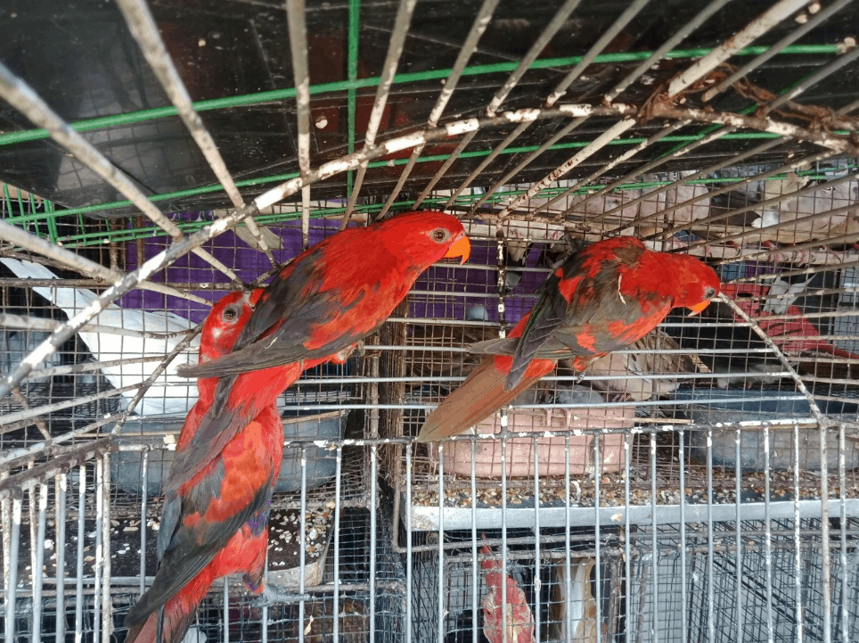 Mengungkap Sisi Gelap Perdagangan Burung Ilegal di Pasar Burung Sukahaji