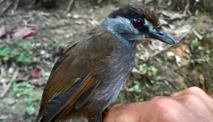Kronologi Penemuan Pelanduk Kalimantan, Burung yang Hilang Selama 172 Tahun