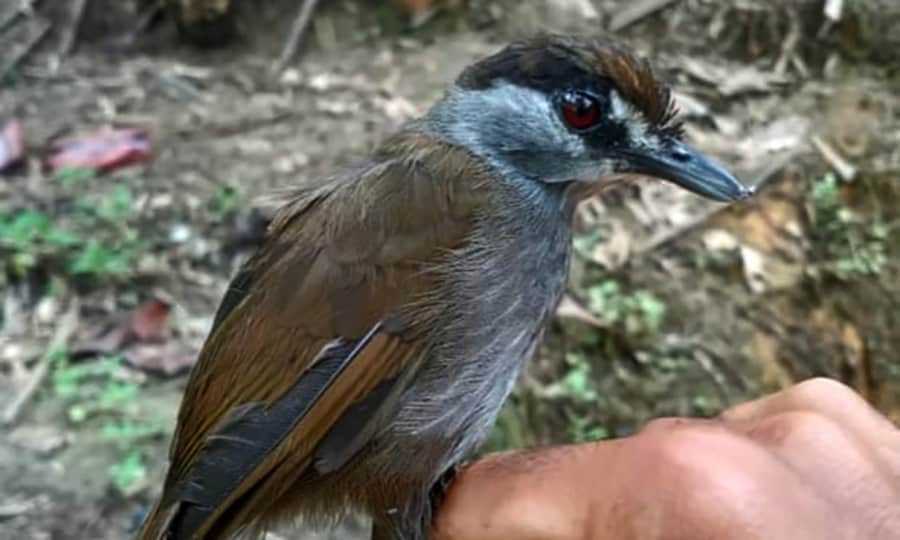 Kronologi Penemuan Pelanduk Kalimantan, Burung yang Hilang Selama 172 Tahun