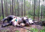 Lindungi Hutan dan Satwa Liar Demi Mencegah Pandemi