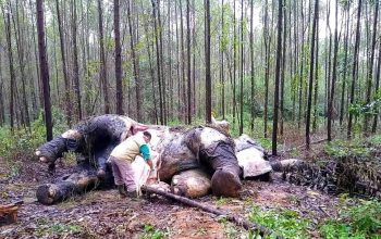 Lindungi Hutan dan Satwa Liar Demi Mencegah Pandemi