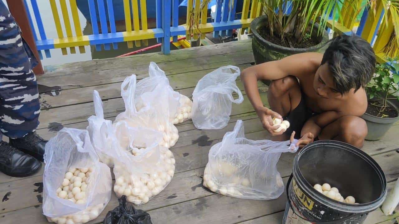 Tertangkap, Penyelundup Berdalih Jual Telur Penyu Untuk Biaya Jaga Pulau
