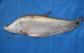 Kenali 4 Jenis Ikan Belida yang Dilindungi