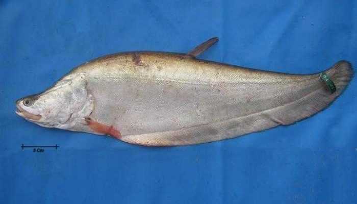 Kenali 4 Jenis Ikan Belida yang Dilindungi