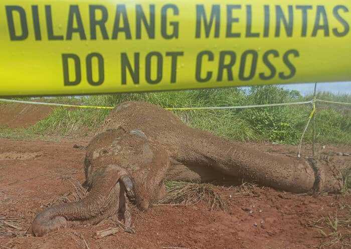 Dalam 2 Hari, Ada 2 Gajah Sumatera yang Mati Mengenaskan