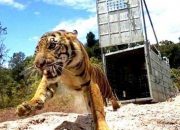 BKSDA Aceh Lepasliarkan Harimau Suro di Taman Nasional Gunung Leuser
