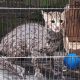 Warga Lamongan Selamatkan Kucing Kuwuk yang Masuk Sumur