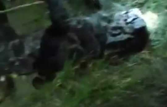 Macan Dahan Mati Mengenaskan Setelah Dikeroyok Warga Sumbar