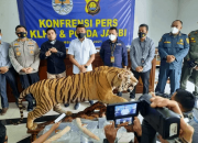 Perdagangan Offset Harimau dan Gading Gajah Berhasil Digagalkan Petugas di Jambi