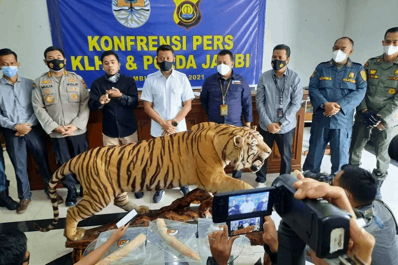 Perdagangan Offset Harimau dan Gading Gajah Berhasil Digagalkan Petugas di Jambi