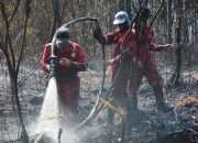 Ular Phyton Mati Terpanggang Karena Kebakaran Hutan di Riau