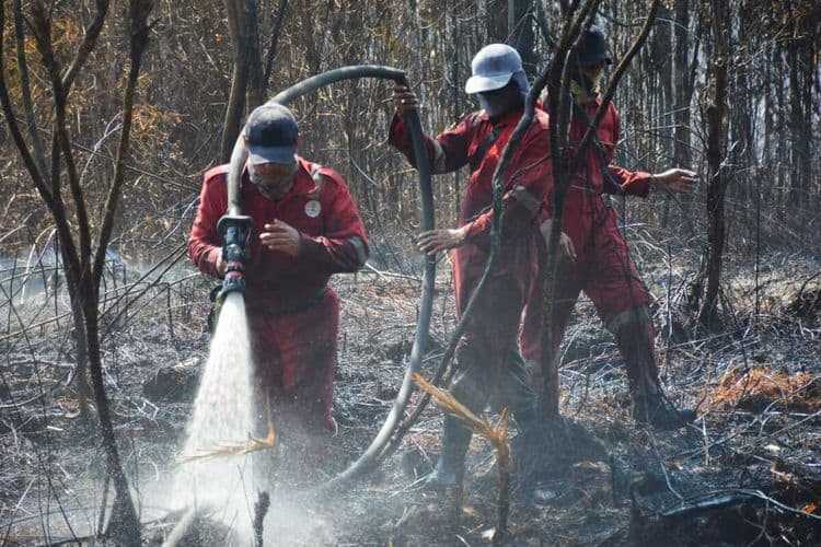Ular Phyton Mati Terpanggang Karena Kebakaran Hutan di Riau