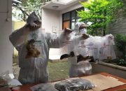 Ratusan Burung Tanpa Dokumen Dimusnahkan Oleh BBKP Surabaya