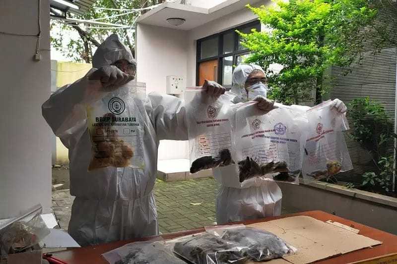 Ratusan Burung Tanpa Dokumen Dimusnahkan Oleh BBKP Surabaya