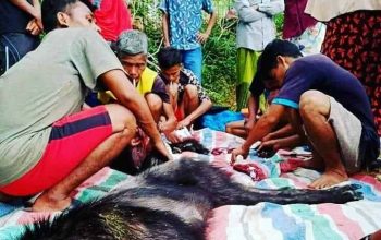 Populasinya Langka, Warga Rame-rame Sembelih Kambing Hutan Sumatera