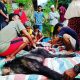 Populasinya Langka, Warga Rame-rame Sembelih Kambing Hutan Sumatera