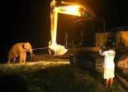 BKSDA Aceh Translokasi Gajah Liar dengan Alat Berat