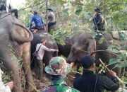 BKSDA Aceh Translokasi 1 Gajah Liar yang Dekati Pemukiman