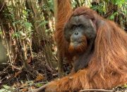 Setelah Rehabilitasi Bertahun-tahun, 3 Orangutan Akhirnya Bisa Kembali ke Alam