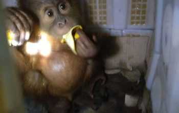 Penyelundupan 2 Anak Orangutan di Bakauheni Digagalkan