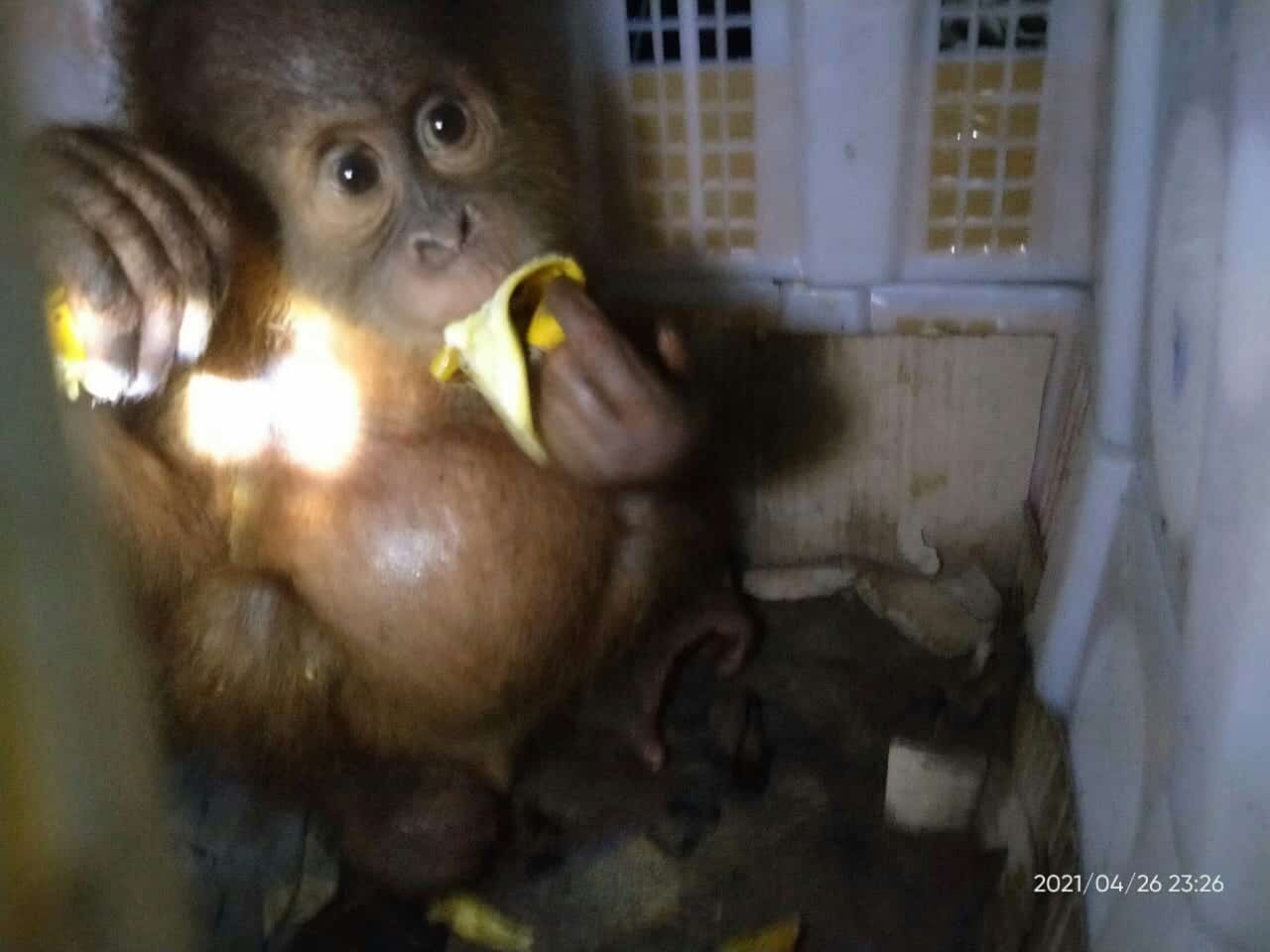 Penyelundupan 2 Anak Orangutan di Bakauheni Digagalkan