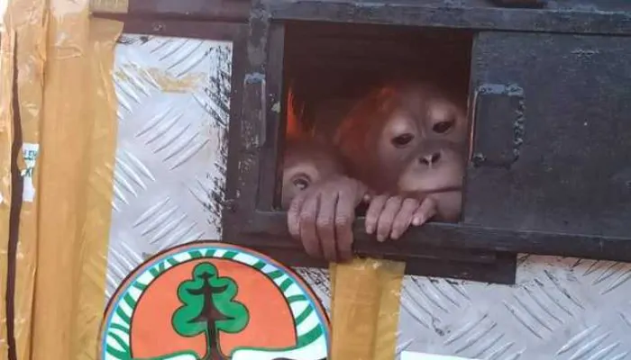 Sempat Dipelihara Warga Semarang, 2 Orang Utan Dipulangkan ke Sumut