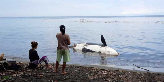 Paus Orca Seberat 15 Kwintal Mati Terdampar di Pantai Bangsring, Banyuwangi