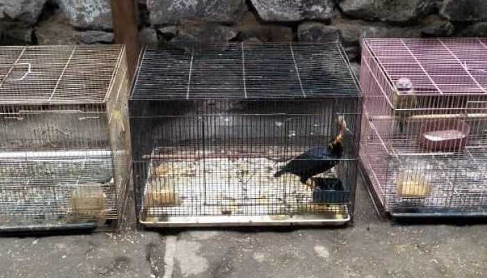 Investigasi Perdagangan Beo Nias di Pasar Burung Sukahaji dan Facebook