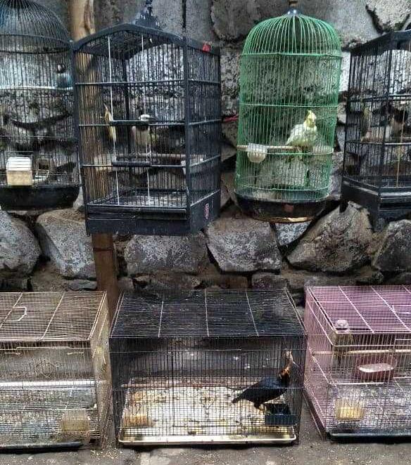 Investigasi Perdagangan Beo Nias di Pasar Burung Sukahaji dan Facebook