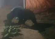 Viral! Beruang Madu Masuk Dapur Warga Solok Untuk Minum Minyak Goreng Bekas
