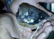 Selundupkan 535 Burung Punglor, 6 Warga NTB Ditangkap Polisi