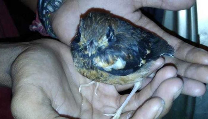 Selundupkan 535 Burung Punglor, 6 Warga NTB Ditangkap Polisi