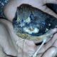 Selundupkan 535 Burung Punglor, 6 Warga NTB Ditangkap Polisi