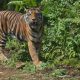 Harimau Sumatera Dilaporkan Memangsa Anjing di Agam