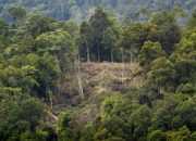 Pentingnya Penataan Ruang dan Perlindungan Hutan di Indonesia