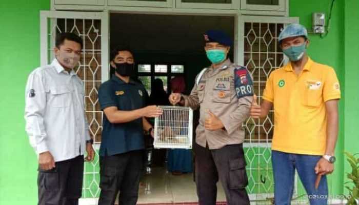 Personel Brimob Serahkan Kukang ke BKSDA Sumbar Resort Agam
